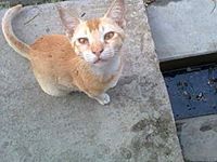 Juthika Ray Chowdhury