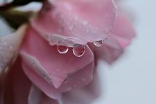 Mairose