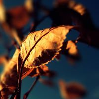 عبدالرحمن موسيس