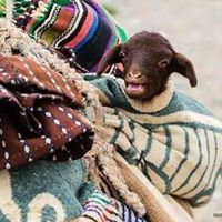 Bouchrafik Tamazight