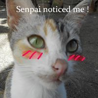 Kai Ze Neko