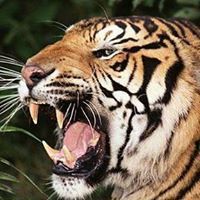 வீரை சுப