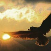 الحور العين