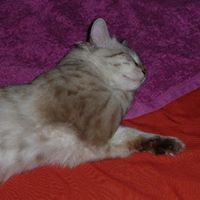 Concetta De Leonardis