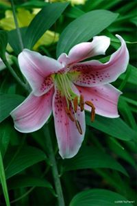 عمر أبو أحمد