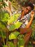 Hemanth...