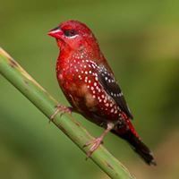 ĔĥẶb Ǻlđãgĥmã