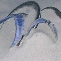 Catherine Coleman Johnson