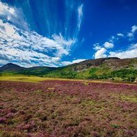 محمود محمود