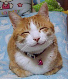 Sillycat