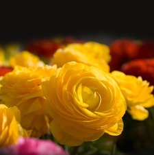 Alaa Arrat