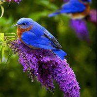 Phillma Stapleton Covalt