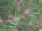 Rose Mallow