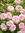 Abdellah2013 | 1 comments