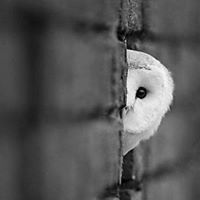 ইমরান বশার