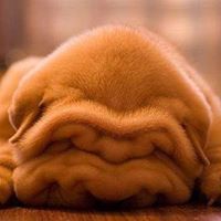 สวิตต์ เนาวรัตน์จิรวัฒน์