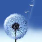 Ngà Đàng Trương