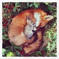 მანჩო ალანია