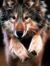 Wolfy