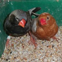 أسامة الواعر