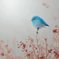 ﻣسہتحيہل ﭑنسہآگ