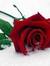 Asmaa S...