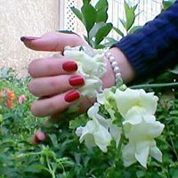 البحر الهادئ