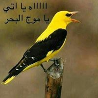 مفرح الحقوي