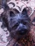 Douglas
