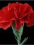 Jawad A...