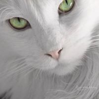 Тито России