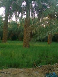 المكى القراشى