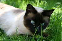 أسامة قمودي