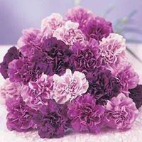 العنود العنود