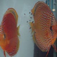 Helder Discus