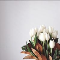 زهرة التوليب