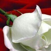 نايف الرويلي