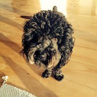 Andrea Robertsdotter