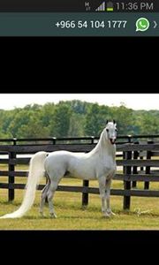 محمد المصري