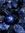 Ender R...