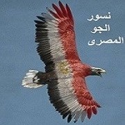 Ahmed Carrefour