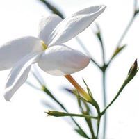 إيمان بريجاوي