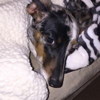 Holly Hieronymus Thomas