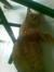 Shafinaz S