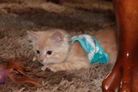 د.تالا جمال