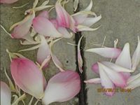 Suthida Kalayanarooj