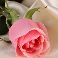 Nour N. Abdu