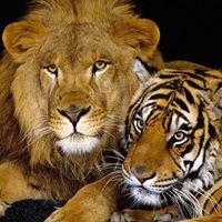 المنتصر جواد