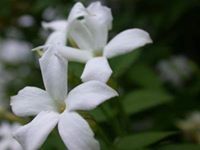 ياسمين البوكمالية