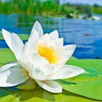 Lotus Flower